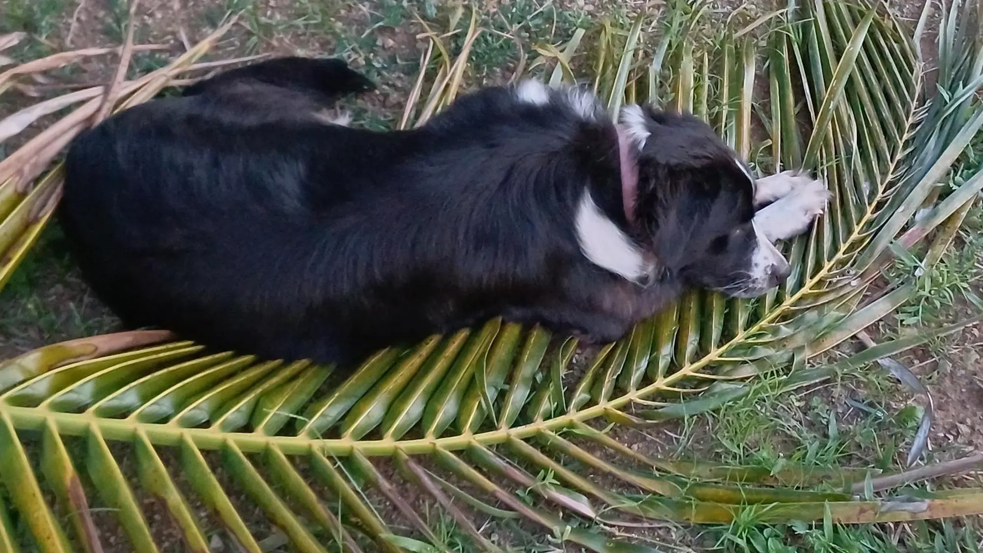 Rooster Run Glamping Camping Has Rooftop And Off The Ground Glamping Experience For 1 To 16 In A Single Tent And Views Of The Rain Forrest And To Culebra Across The Atlantic Ocean W Tents, Linens, Deluxe Air Beds, Warm Shower And More At A Great Pric Vieques