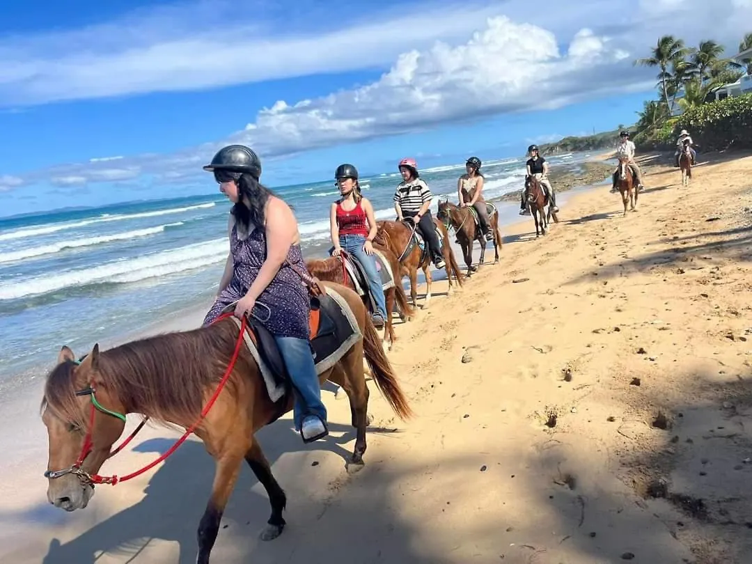 Rooster Run Glamping Camping Has Rooftop And Off The Ground Glamping Experience For 1 To 16 In A Single Tent And Views Of The Rain Forrest And To Culebra Across The Atlantic Ocean W Tents, Linens, Deluxe Air Beds, Warm Shower And More At A Great Pric Vieques Luxury tent