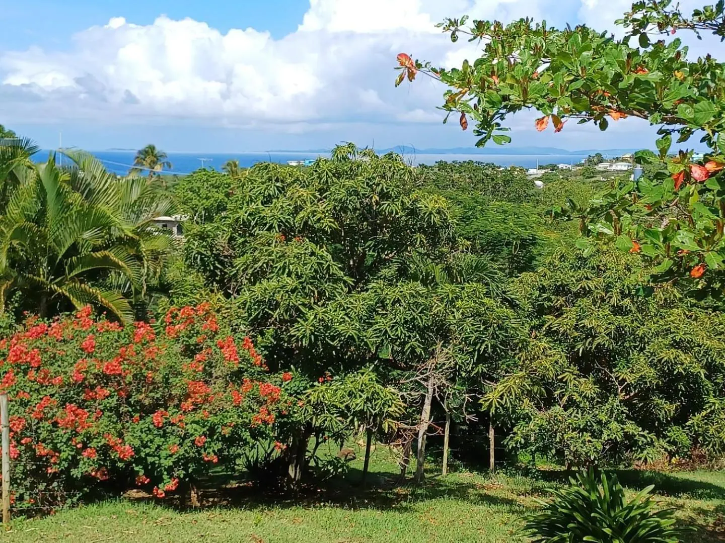 Rooster Run Glamping Camping Has Rooftop And Off The Ground Glamping Experience For 1 To 16 In A Single Tent And Views Of The Rain Forrest And To Culebra Across The Atlantic Ocean W Tents, Linens, Deluxe Air Beds, Warm Shower And More At A Great Pric Vieques